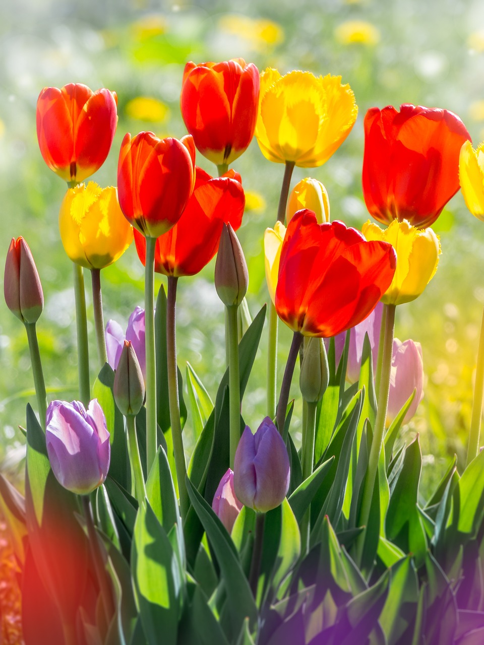 Ostern Tulpen